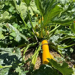 Danyadara Permaculture Farm