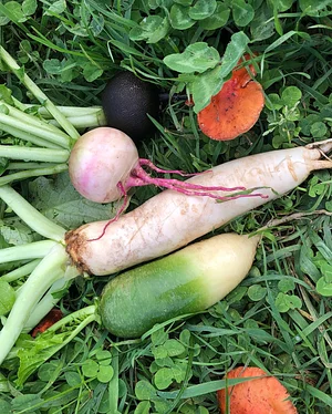 East Neuk Market Garden