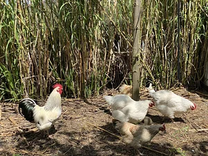 Limestone Permaculture Farm