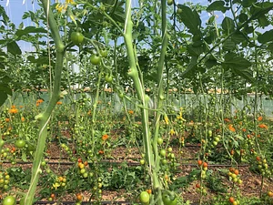 Ecological Land Cooperative Farmers