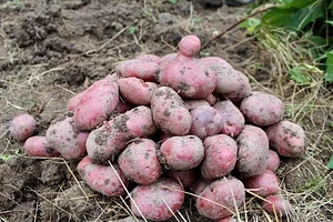 Waewae Permaculture