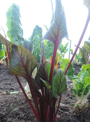 Waewae Permaculture