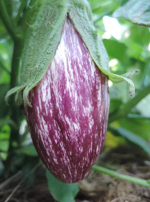 Waewae Permaculture