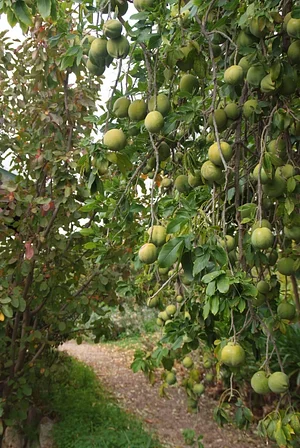 Agroforestry in The Food Forest