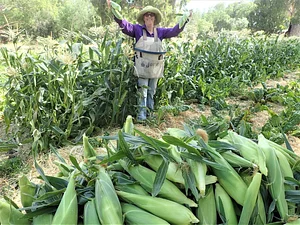 Agroforestry in The Food Forest