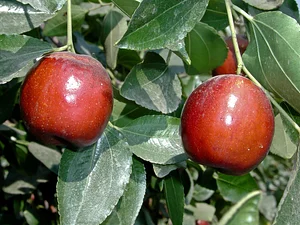 Agroforestry in The Food Forest
