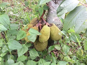 OM Kampot Permaculture Foodforest