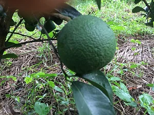 OM Kampot Permaculture Foodforest