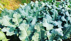 Amrit Kunja Organic Permaculture Farm