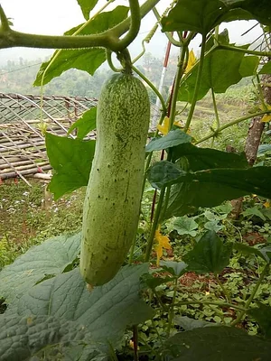 Amrit Kunja Organic Permaculture Farm