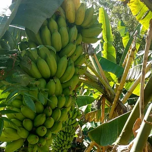 Amrit Kunja Organic Permaculture Farm