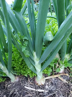 Delaterre Permaculture Farm