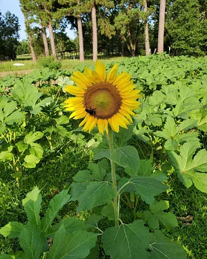 Delaterre Permaculture Farm