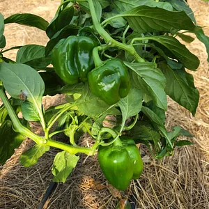 Delaterre Permaculture Farm