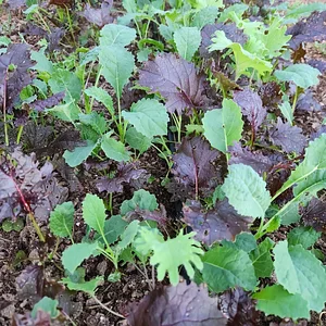 Delaterre Permaculture Farm