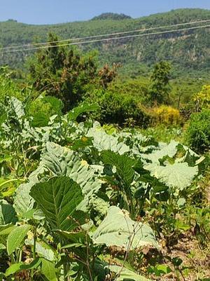 Olambo's Permaculture Farm
