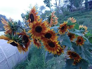 Himgiri Permaculture Farm