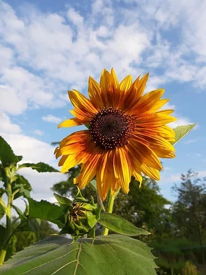 Himgiri Permaculture Farm