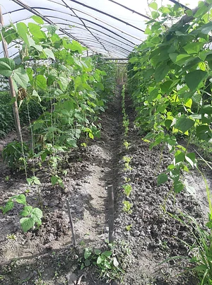 Himgiri Permaculture Farm