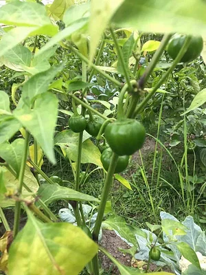 Himgiri Permaculture Farm