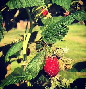 Mere Brow Farm Cheshire Permaculture Project