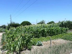 Permaculture at Namibian Organic Association