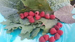 Krishna Food Forest & Farm