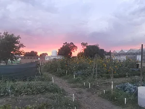 Krishna Food Forest & Farm