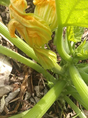 Horta Orgânica Comunitária Girassol