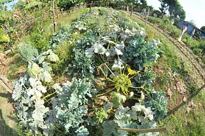 Horta Orgânica Comunitária Girassol