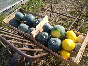 Maraîchage Bio, Permaculture et Agroécologie