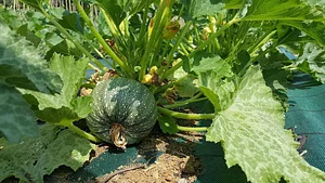 Maraîchage Bio, Permaculture et Agroécologie
