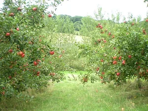 Ragmans Lane Farm