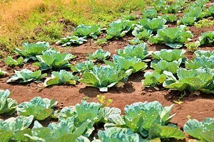 Permaculture Paradise Institute Learning Center