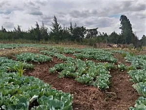 Shagala Organic Permaculture Farm