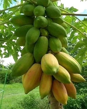 Shagala Organic Permaculture Farm