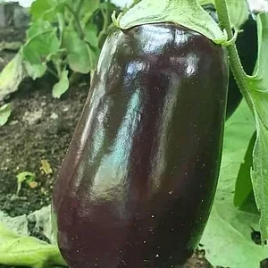 Shagala Organic Permaculture Farm