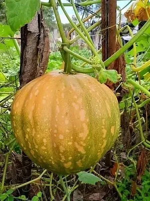 Shagala Organic Permaculture Farm