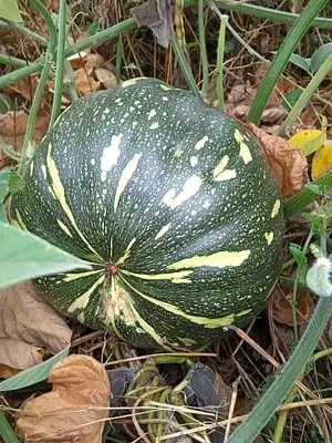 Shagala Organic Permaculture Farm