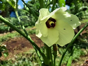 Horta Orgânica Comunitária Girassol
