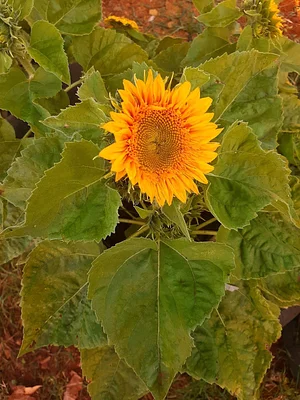 Horta Orgânica Comunitária Girassol