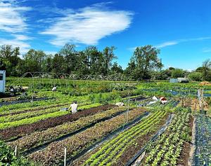 Los Perros Urban Farming