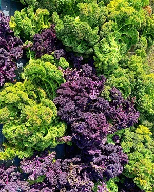 Los Perros Urban Farming