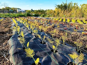 Los Perros Urban Farming