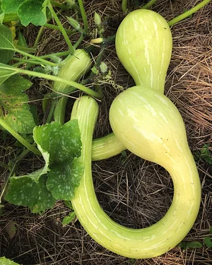 Los Perros Urban Farming