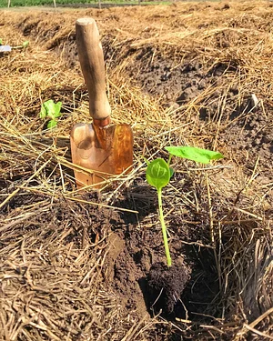Los Perros Urban Farming