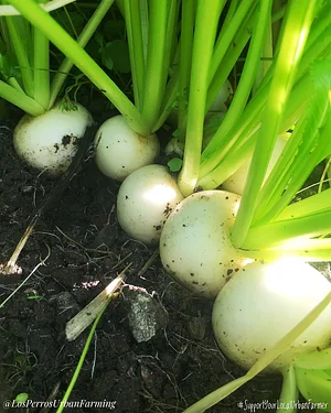Los Perros Urban Farming