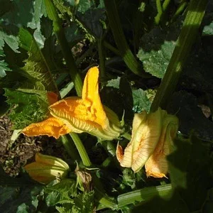 Ragmans Lane Farm