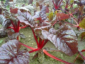 Cloughjordan Community Farm