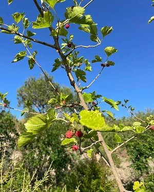 Syntropic Farming at La Loma Viva